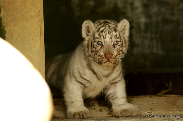 2日から一般公開が開始される東武動物公園の赤ちゃんホワイトタイガー。3月中旬に4頭が誕生した。