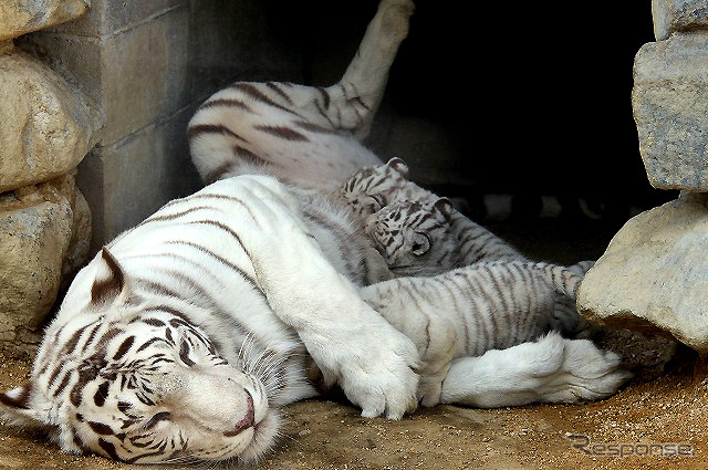 2日から一般公開が開始される東武動物公園の赤ちゃんホワイトタイガー。3月中旬に4頭が誕生した。