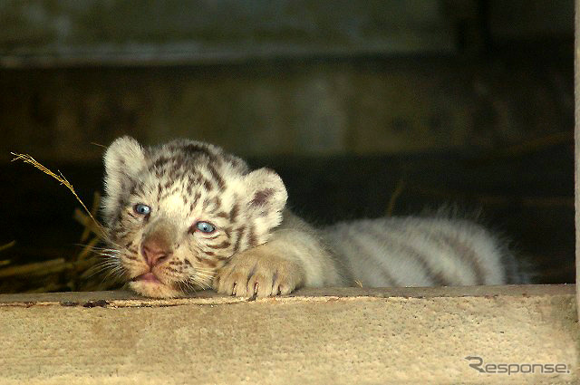 2日から一般公開が開始される東武動物公園の赤ちゃんホワイトタイガー。3月中旬に4頭が誕生した。
