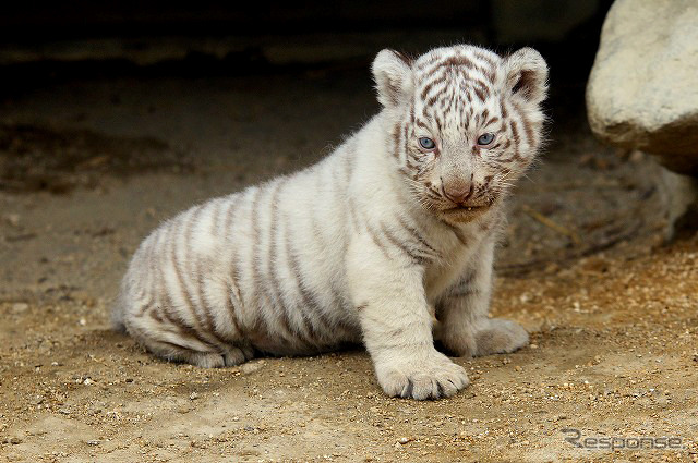 2日から一般公開が開始される東武動物公園の赤ちゃんホワイトタイガー。3月中旬に4頭が誕生した。