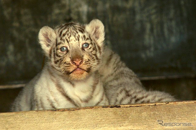 2日から一般公開が開始される東武動物公園の赤ちゃんホワイトタイガー。3月中旬に4頭が誕生した。
