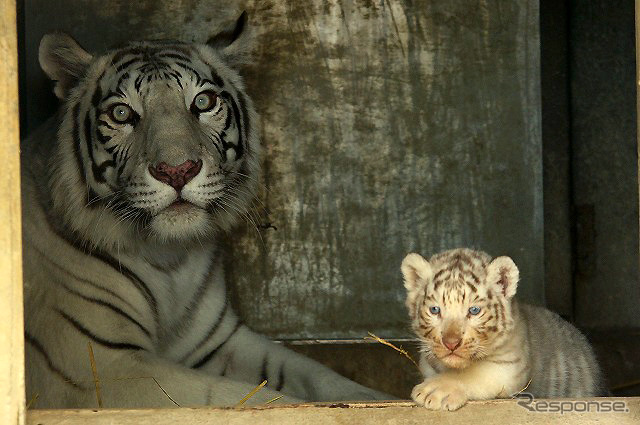 2日から一般公開が開始される東武動物公園の赤ちゃんホワイトタイガー。3月中旬に4頭が誕生した。