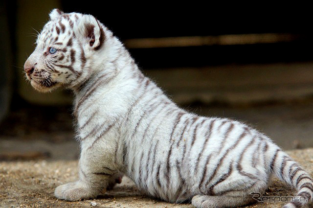 2日から一般公開が開始される東武動物公園の赤ちゃんホワイトタイガー。3月中旬に4頭が誕生した。