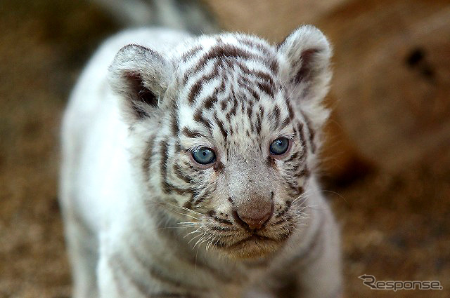 2日から一般公開が開始される東武動物公園の赤ちゃんホワイトタイガー。3月中旬に4頭が誕生した。