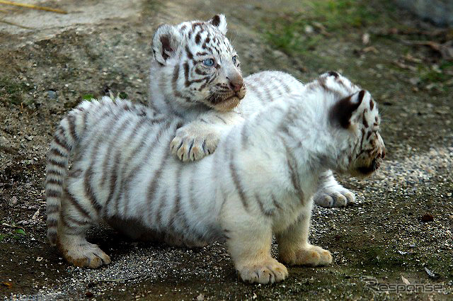 2日から一般公開が開始される東武動物公園の赤ちゃんホワイトタイガー。3月中旬に4頭が誕生した。