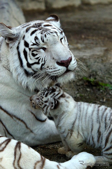2日から一般公開が開始される東武動物公園の赤ちゃんホワイトタイガー。3月中旬に4頭が誕生した。