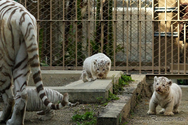 2日から一般公開が開始される東武動物公園の赤ちゃんホワイトタイガー。3月中旬に4頭が誕生した。