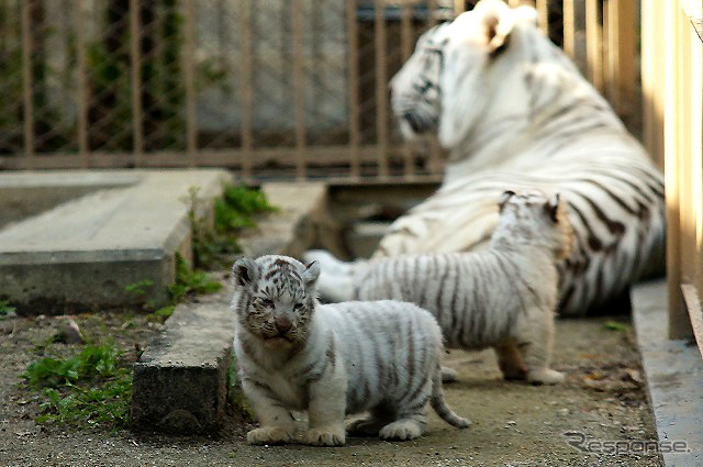 2日から一般公開が開始される東武動物公園の赤ちゃんホワイトタイガー。3月中旬に4頭が誕生した。