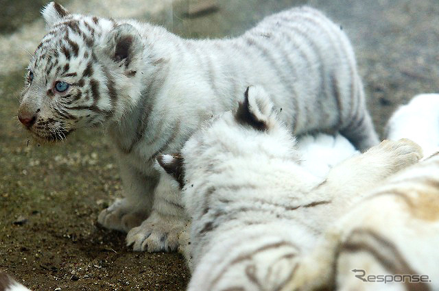 2日から一般公開が開始される東武動物公園の赤ちゃんホワイトタイガー。3月中旬に4頭が誕生した。