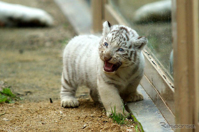 2日から一般公開が開始される東武動物公園の赤ちゃんホワイトタイガー。3月中旬に4頭が誕生した。