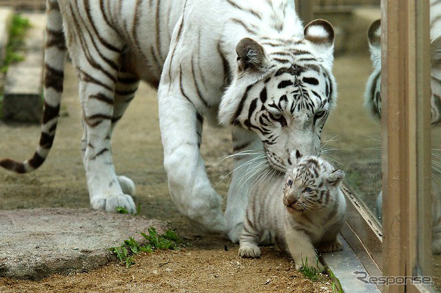 2日から一般公開が開始される東武動物公園の赤ちゃんホワイトタイガー。3月中旬に4頭が誕生した。