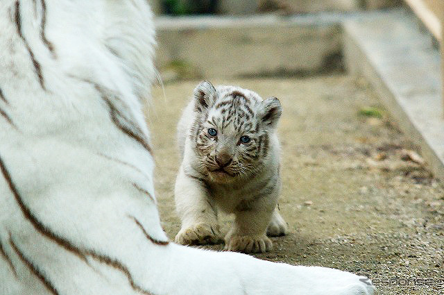 2日から一般公開が開始される東武動物公園の赤ちゃんホワイトタイガー。3月中旬に4頭が誕生した。