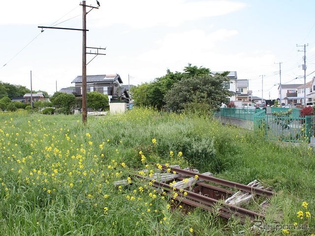 ナノハナが咲き乱れる安比奈線の線路敷地。2条のレールが少しだけ顔を出している。