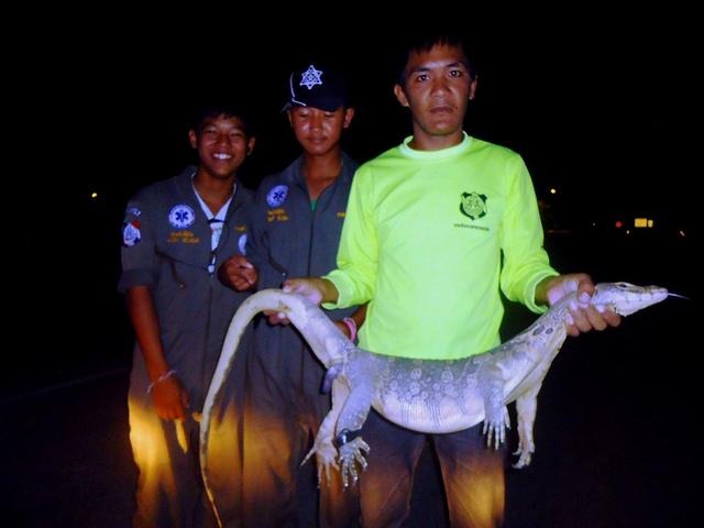 オオトカゲがニワトリがぶり タイ北部スコータイ