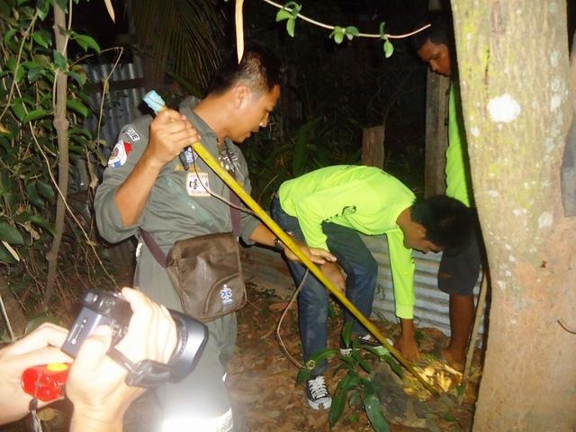 オオトカゲがニワトリがぶり タイ北部スコータイ
