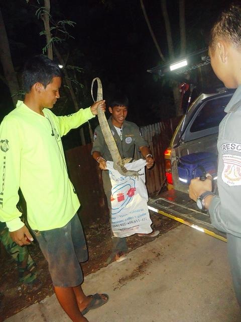 オオトカゲがニワトリがぶり タイ北部スコータイ