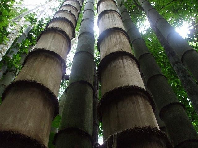 クロンパノム国立公園