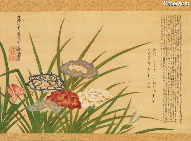 松平定朝筆「花菖蒲画賛」（雜花園文庫蔵）