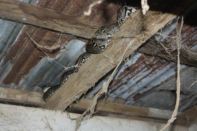 梁の上に体長4メートルのニシキヘビ タイ東部