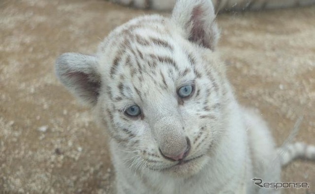 「東武動物園きっぷ」などを提示すると「ホワイトタイガー赤ちゃんオリジナルポストカード」がプレゼントされる夏休みキャンペーンも発車メロディの変更に合わせて行われる。