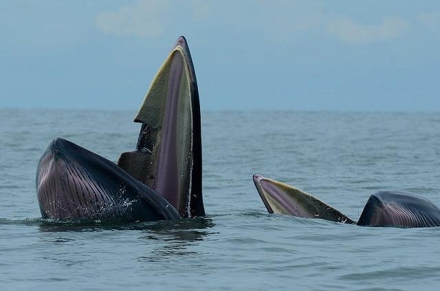 クジラの群れにジェットスキー接近　バンコク沖で