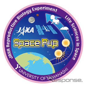 JAXA、きぼう日本実験棟で「ほ乳類の繁殖における宇宙環境の影響(スペースパップ)」の実験を開始