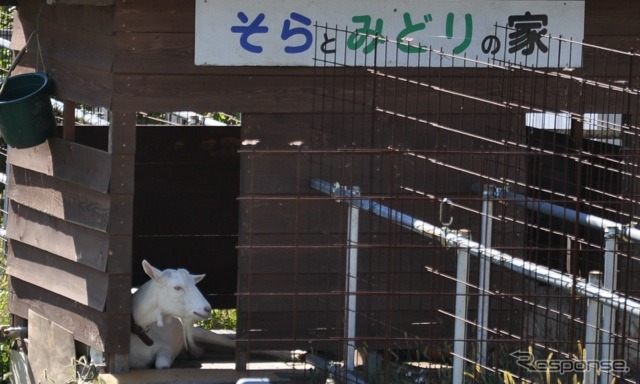 池袋線武蔵横手駅に隣接する同社保有地で除草に活躍する「エコパートナー」のヤギ。完成後のソーラーパネル周辺の除草も手伝う予定