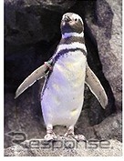 すみだ水族館のペンギン「バニラ」