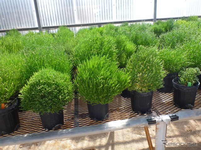 生物燃料をさらに効率的に生産する可能性を持つ塩性植物