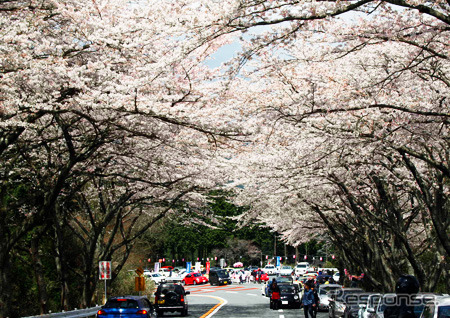桜のトンネル