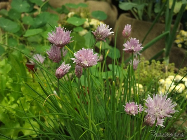 チャイブ（小ネギ）の花。ガーリックのような薫りが実に素晴らしいハーブぶりであった。