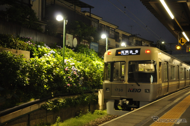 京王は6月9日から、恒例となっている井の頭線東松原駅構内のアジサイライトアップを実施。写真は昨年の様子