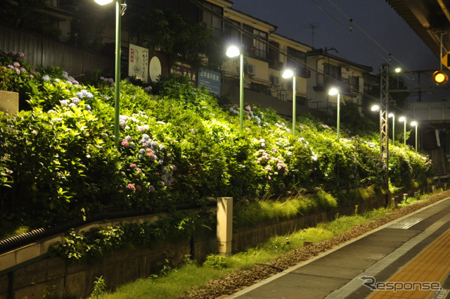 京王は6月9日から、恒例となっている井の頭線東松原駅構内のアジサイライトアップを実施。写真は昨年の様子
