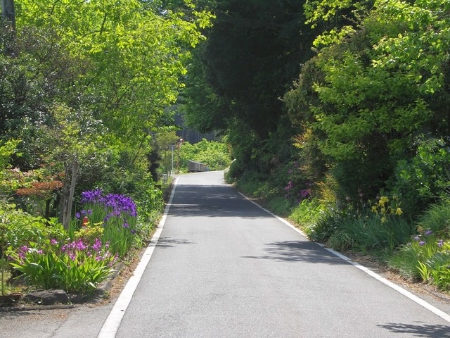 道沿いに咲く花に癒されつつ、まだまだ続く坂に挑む