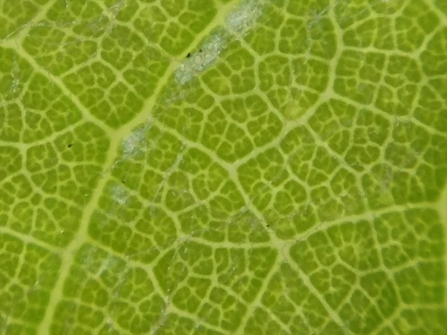 夏休み自由研究に困ってる方必見!? スマホが顕微鏡に