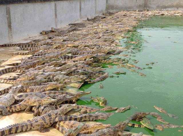 タイの麻薬組織、ワニ養殖場でマネーロンダリングか