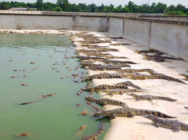 タイの麻薬組織、ワニ養殖場でマネーロンダリングか
