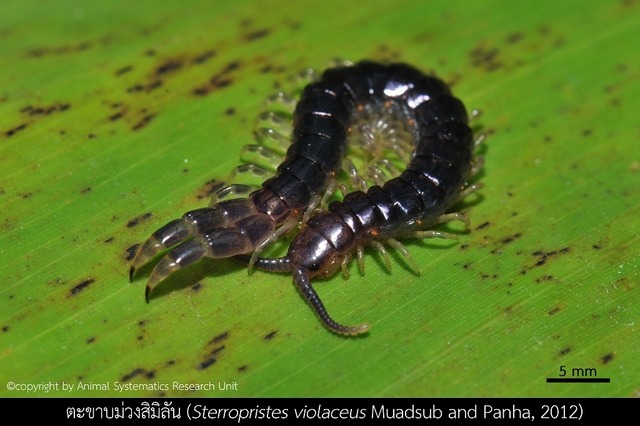 巨大ミミズやムカデ、タイで新種発見