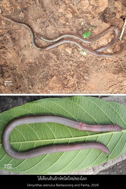 巨大ミミズやムカデ、タイで新種発見