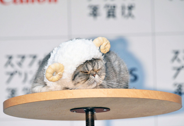 ブサカワ猫のレオン君/「PIXUS スマフォトプリント!年賀状」新CM発表会