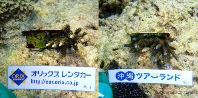 昨年の寄付金で移植したサンゴ
