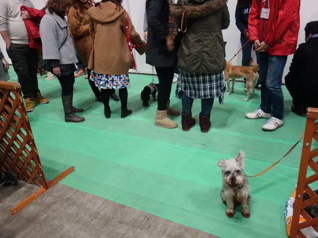 Pet博2015 in 横浜
