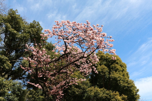 スターバックスコーヒー「上野恩賜公園店」店舗横に咲いていた寒桜(カンザクラ)
