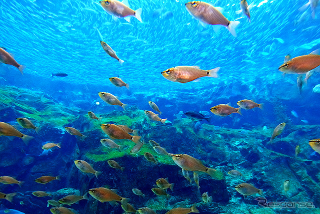 九十九島パールシーリゾートの水族館「海きらら」