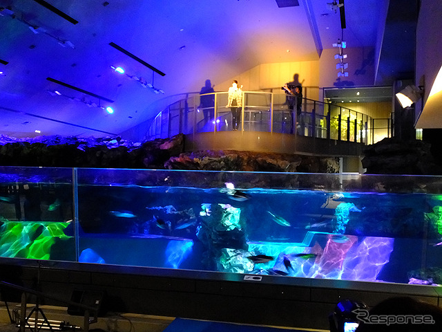 すみだ水族館に登場した、光と音楽とペンギンの新展示「ペンギンキャンディ」(3月21日~7月17日)。3月19日のオープニングイベントには動物好きな森泉も登場。ペンギンを抱き「連れて帰りたい!」と笑った