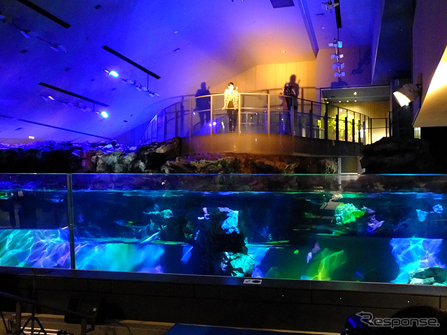 すみだ水族館に登場した、光と音楽とペンギンの新展示「ペンギンキャンディ」(3月21日~7月17日)。3月19日のオープニングイベントには動物好きな森泉も登場。ペンギンを抱き「連れて帰りたい!」と笑った