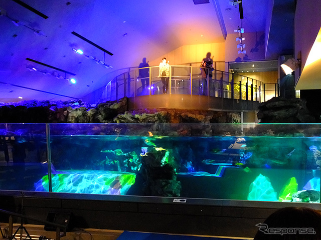 すみだ水族館に登場した、光と音楽とペンギンの新展示「ペンギンキャンディ」(3月21日~7月17日)。3月19日のオープニングイベントには動物好きな森泉も登場。ペンギンを抱き「連れて帰りたい!」と笑った