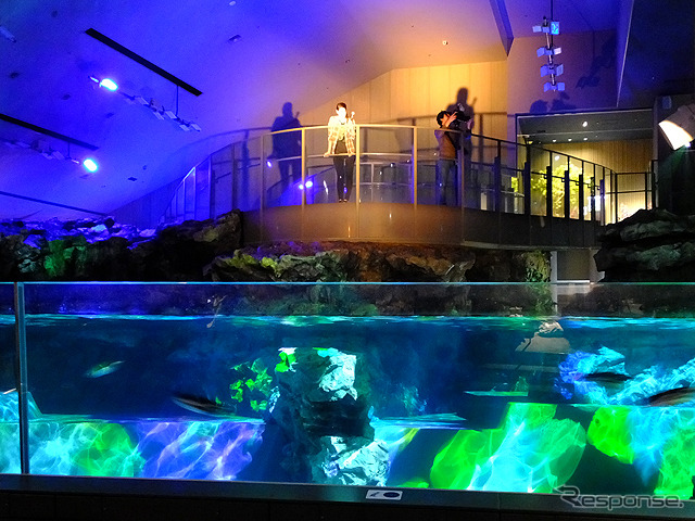 すみだ水族館に登場した、光と音楽とペンギンの新展示「ペンギンキャンディ」(3月21日~7月17日)。3月19日のオープニングイベントには動物好きな森泉も登場。ペンギンを抱き「連れて帰りたい!」と笑った