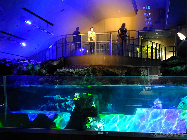 すみだ水族館に登場した、光と音楽とペンギンの新展示「ペンギンキャンディ」(3月21日~7月17日)。3月19日のオープニングイベントには動物好きな森泉も登場。ペンギンを抱き「連れて帰りたい!」と笑った
