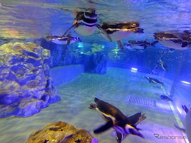 すみだ水族館に登場した、光と音楽とペンギンの新展示「ペンギンキャンディ」(3月21日~7月17日)。3月19日のオープニングイベントには動物好きな森泉も登場。ペンギンを抱き「連れて帰りたい!」と笑った
